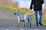 Hund mit Leine
